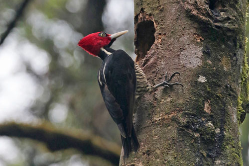 Pale-billed Woodpecker